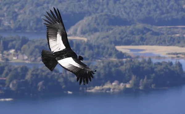 Condor Andino Che Sorvola Catena Montuosa Delle Ande — Foto Stock