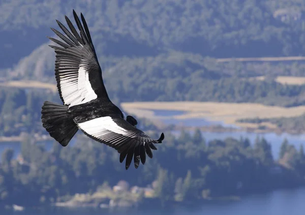 Andes Condor Die Andes Bergketen Vliegt Rechtenvrije Stockfoto's