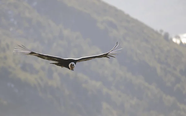 Andes Condor Die Andes Bergketen Vliegt Stockfoto