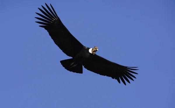 Andes Condor Die Andes Bergketen Vliegt Stockafbeelding