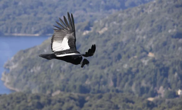 Andean Condor Flying Andes Mountain Range — Stock Photo, Image