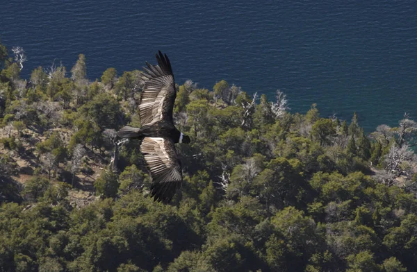 Andean Condor Flying Andes Mountain Range — Stock Photo, Image