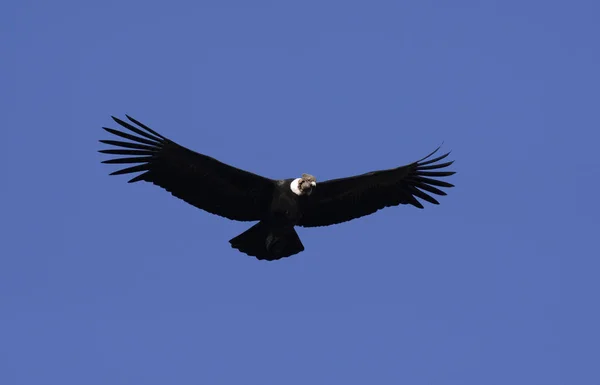 Andean Condor Flying Andes Mountain Range — Stock Photo, Image