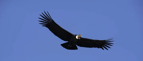 Andyjski Kondor Przelatujący Nad Pasmem Górskim Andów — Zdjęcie stockowe