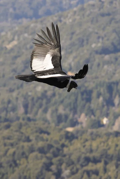 Andes Condor Die Andes Bergketen Vliegt Rechtenvrije Stockfoto's