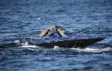 Güney balinası, Puerto Madryn, Patagonia, Arjantin. 