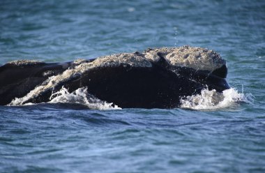 Güney balinası, Puerto Madryn, Patagonia, Arjantin. 