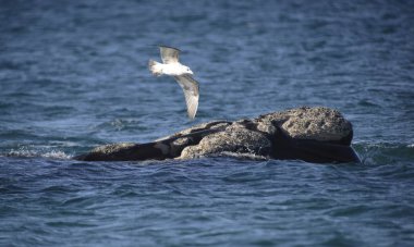 Güney balinası, Puerto Madryn, Patagonia, Arjantin. 