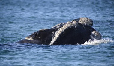Güney balinası, Puerto Madryn, Patagonia, Arjantin. 