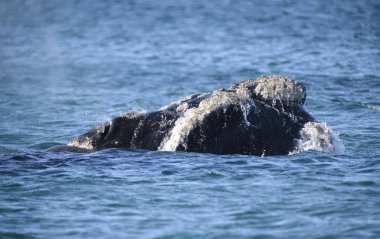 Güney balinası, Puerto Madryn, Patagonia, Arjantin. 