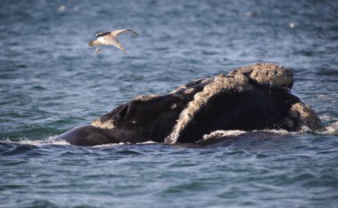 Güney balinası, Puerto Madryn, Patagonia, Arjantin. 