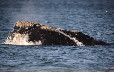 Güney balinası, Puerto Madryn, Patagonia, Arjantin. 