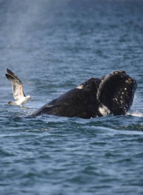 Güney balinası, Puerto Madryn, Patagonia, Arjantin. 