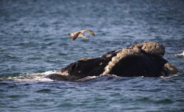 Güney balinası, Puerto Madryn, Patagonia, Arjantin. 