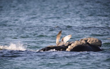 Güney balinası, Puerto Madryn, Patagonia, Arjantin. 