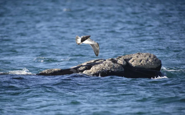 Güney balinası, Puerto Madryn, Patagonia, Arjantin. 