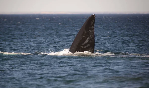 南右のクジラは プエルト マドリン パタゴニア アルゼンチン — ストック写真