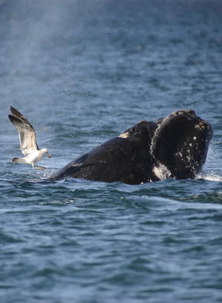 Güney balinası, Puerto Madryn, Patagonia, Arjantin. 