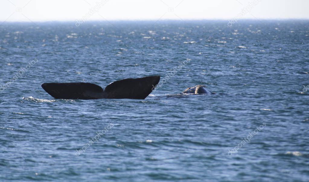 Southern Right Whale, Puerto Madryn, Patagonia, Argentina. 