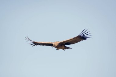 And Akbabası And Dağları 'nın üzerinde uçuyor. Patagonya, Arjantin, Güney Amerika. 