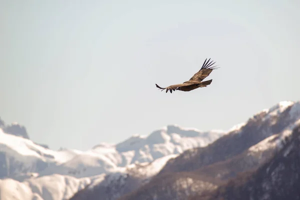 Andean Condor Flying Andes Mountain Range — Stock Photo, Image