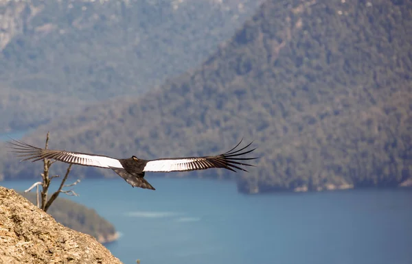 Andean Condor Flying Andean Mountain Range Patagonia Argentina South America — Stock Photo, Image