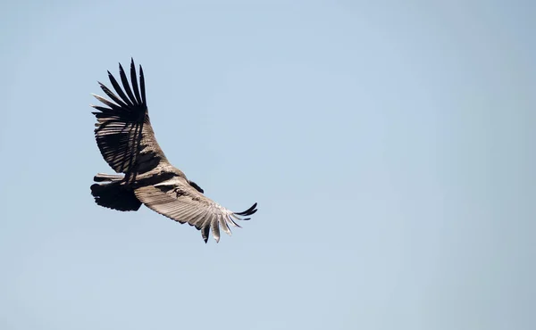 Andes Condor Vliegt Andes Bergketen Patagonië Argentinië Zuid Amerika — Stockfoto