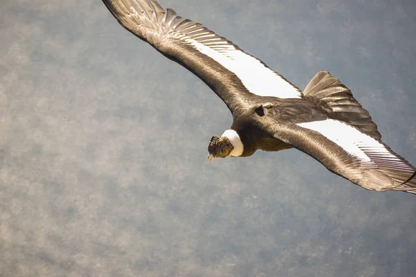 Andes Condor Vliegt Andes Bergketen Patagonië Argentinië Zuid Amerika — Stockfoto