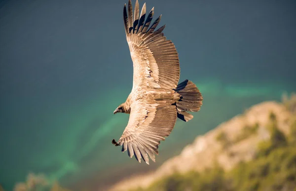 Andean Condor Flying Andean Mountain Range Patagonia Argentina South America — Stock Photo, Image
