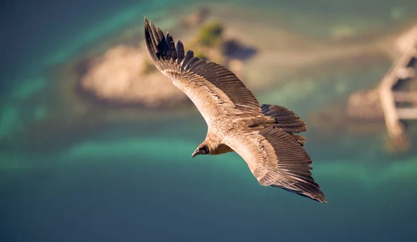 Andean Condor Flying Andean Mountain Range Patagonia Argentina South America — Stock Photo, Image