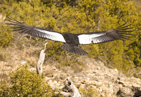 Andes Condor Vliegt Andes Bergketen Patagonië Argentinië Zuid Amerika — Stockfoto