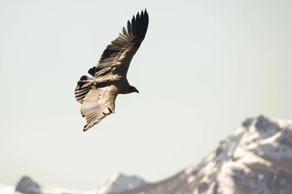 Andean Condor Flying Andean Mountain Range Patagonia Argentina South America — Stock Photo, Image