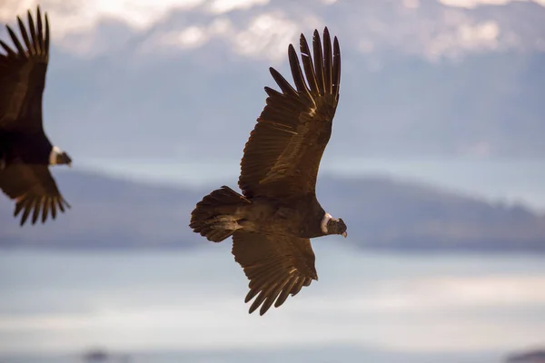 Andean Condor Flying Andean Mountain Range Patagonia Argentina South America — Stock Photo, Image