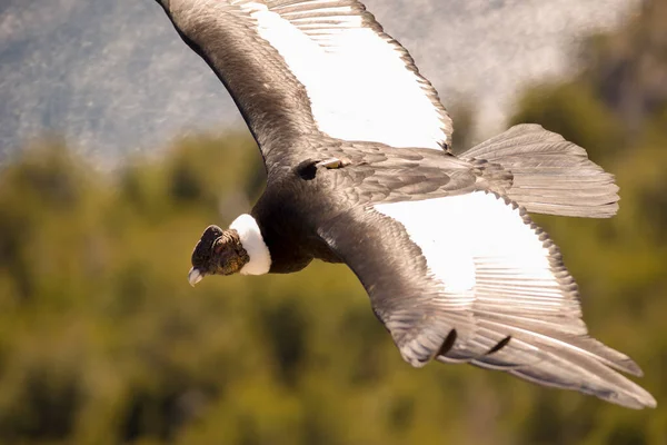 Άνδεων Condor Πετούν Πάνω Από Την Οροσειρά Των Άνδεων Παταγονία — Φωτογραφία Αρχείου