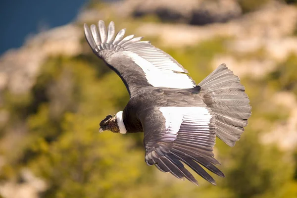 Andes Condor Vliegt Andes Bergketen Patagonië Argentinië Zuid Amerika — Stockfoto