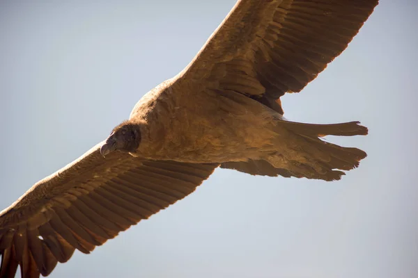 Condor Andino Sobrevoando Cordilheira Andina Patagônia Argentina América Sul — Fotografia de Stock