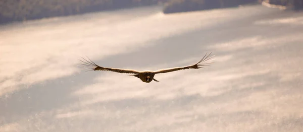 Andean Condor Flying Andean Mountain Range Patagonia Argentina South America — Stock Photo, Image