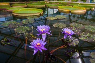 Gölette güzel nilüfer çiçeği