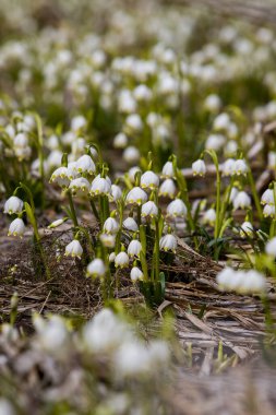 Ormanda beyaz kar damlaları