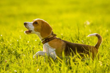 Arazide yürüyen av köpeği.