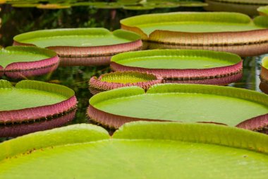 Gölette nilüfer çiçeği