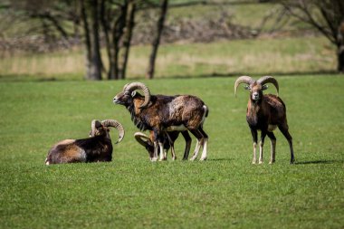Bir grup genç keçi çayırda