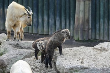 Hayvanat bahçesindeki küçük keçiler