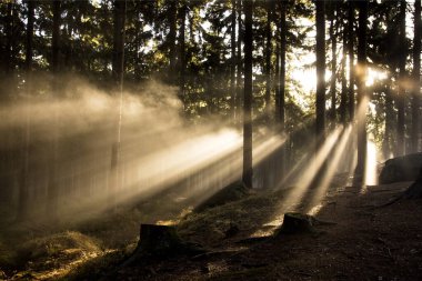 Ormanda güzel bir gün batımı