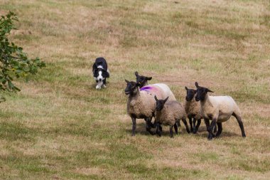 Otlakta bir koyun sürüsü