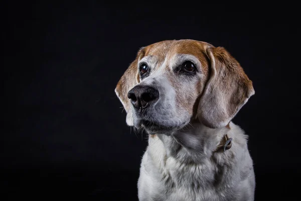 Siyah arka planda sevimli bir köpeğin portresi