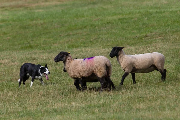 Troupeau Moutons Dans Prairie — Photo