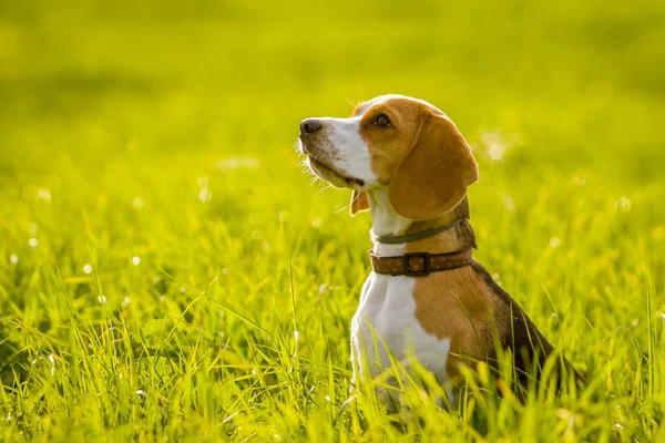 Çayırdaki av köpeği.