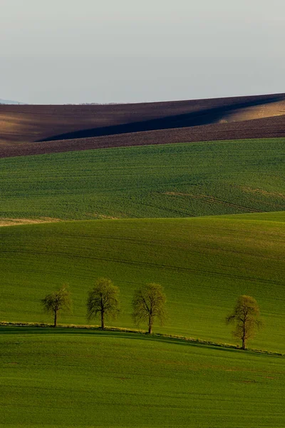 Bellissimo Paesaggio Con Campo Erba Verde Cielo Nuvoloso — Foto Stock