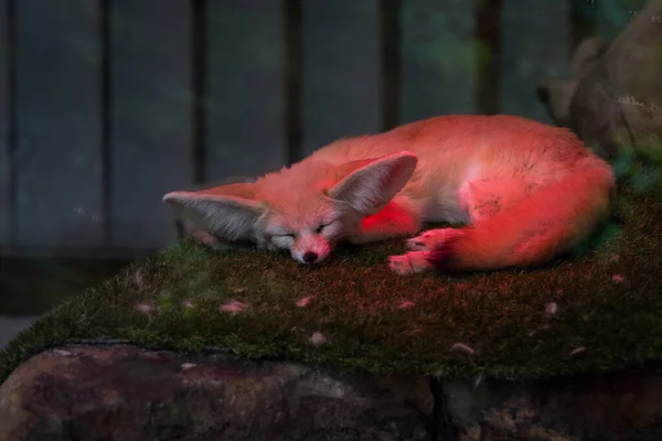 森の中の美しい赤狐 — ストック写真